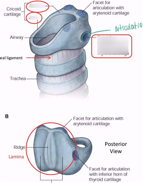 Cricoid Cartilage Diagram | Quizlet