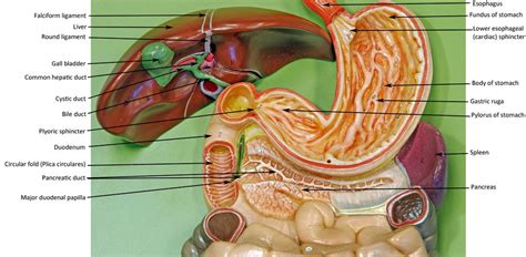 Digestive System Anatomy Model