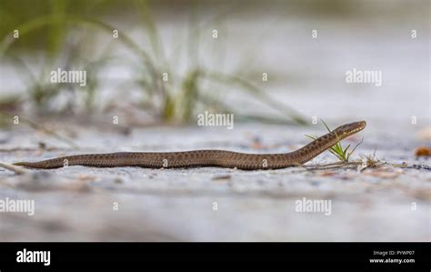 Vipera berus bite hi-res stock photography and images - Alamy