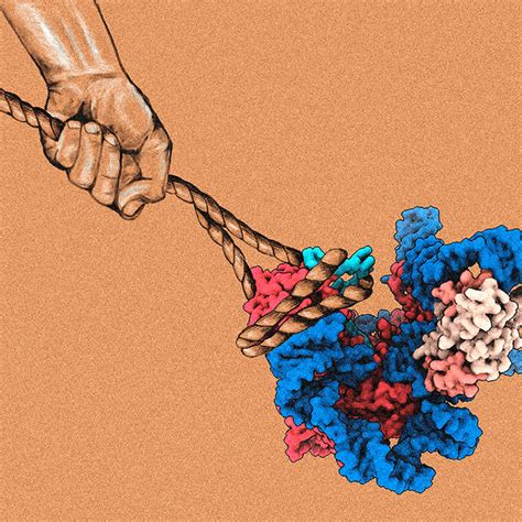 Cryo-EM structures reveal molecular basis of human telomerase ... 