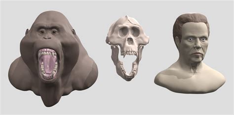 Gigantopithecus Skeleton