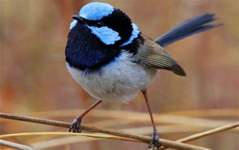 Blue Wren Bird