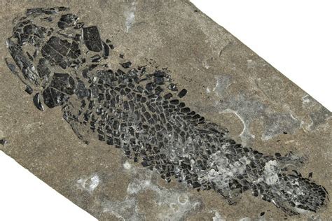 3.7" Devonian Lobed-Fin Fish (Osteolepis) Fossil - Scotland (#240751) For Sale - FossilEra.com