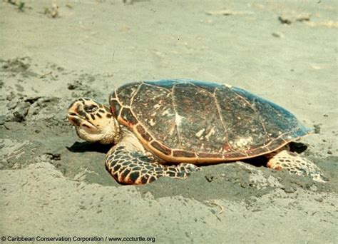 Hawksbill Sea Turtle