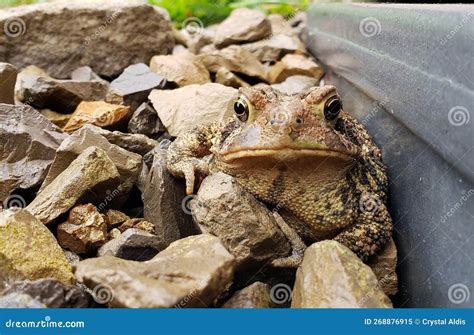 beautiful toad resting   natural habitat stock image image