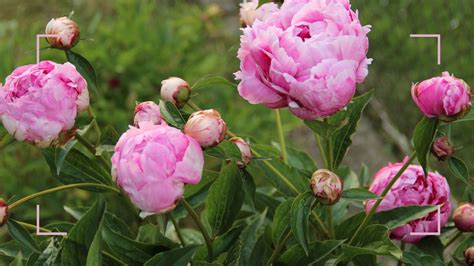 How To Grow Peonies An Expert Guide Of Tips And Tricks Woman And Home