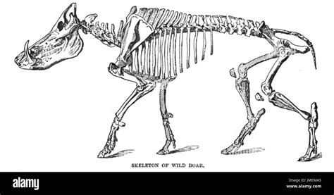 Pig skeleton Stock Photo: 150299357 - Alamy