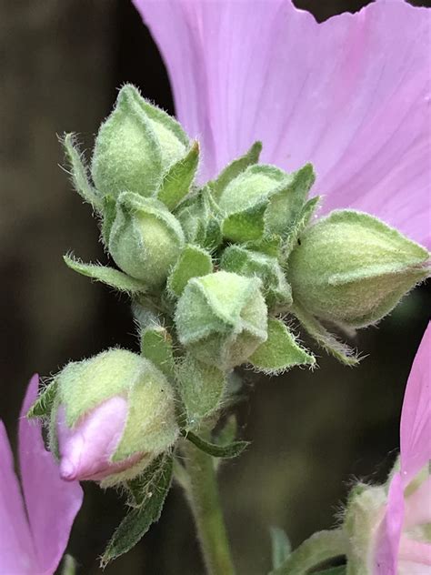 Rosen Malve Malva Alcea Rosen Malve Malva Alcea C Flickr