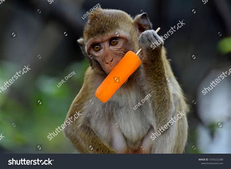 356 Eating ice cream monkey Images, Stock Photos & Vectors | Shutterstock