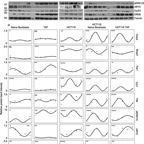 Western Blot Analysis Of The Expression Levels Of Clock Proteins And A