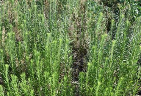 2020 Summary of Herbicide Evaluations for Marestail (Horseweed) Control ...