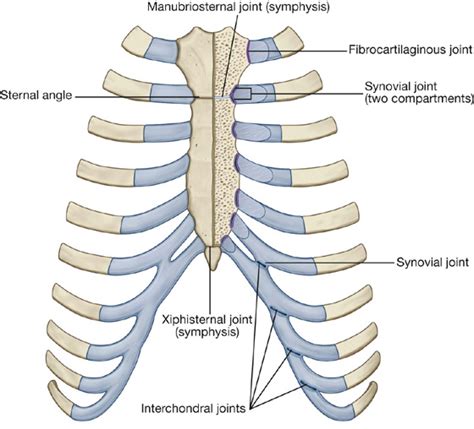 Thorax Basicmedical Key