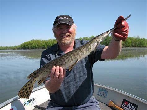 Long Nose Gar(pictures) - Fishing Pictures - Lake Ontario United - Lake Ontario's Largest ...