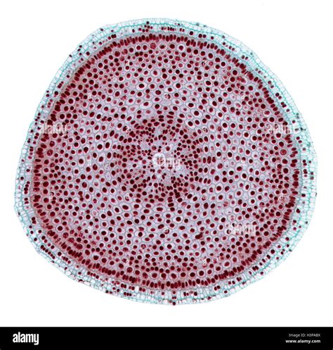 Mitosis Light Micrograph Lm Of A Transverse Section Of Onion Allium