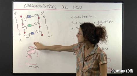 Descubre las Características del ADN Su Importancia y Funciones