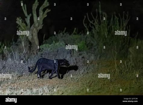 Extremadamente Rara Foto De Una Pantera Negra O Leopardo Negro Africano