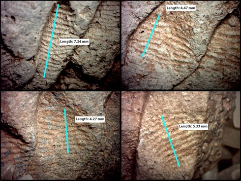 Image Of The Day Time Stamps The Scientist Magazine®