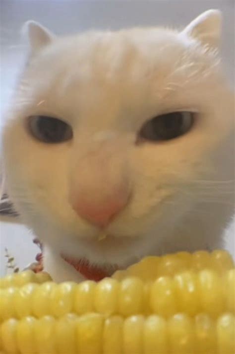 A White Cat Sitting Next To A Corn On The Cob With Its Eyes Wide Open