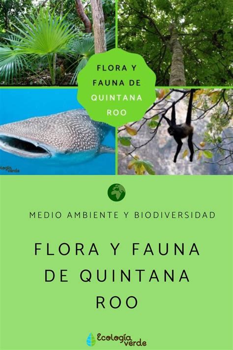 Flora Y Fauna De Quintana Roo Desc Brela Aqu Fauna Ecolog A