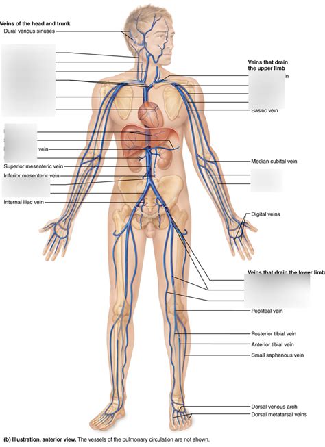 Vein Labeling Diagram Quizlet