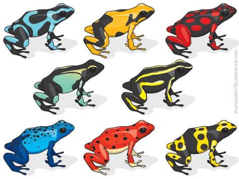 Poison Dart Frog Facts For Kids - Active Wild