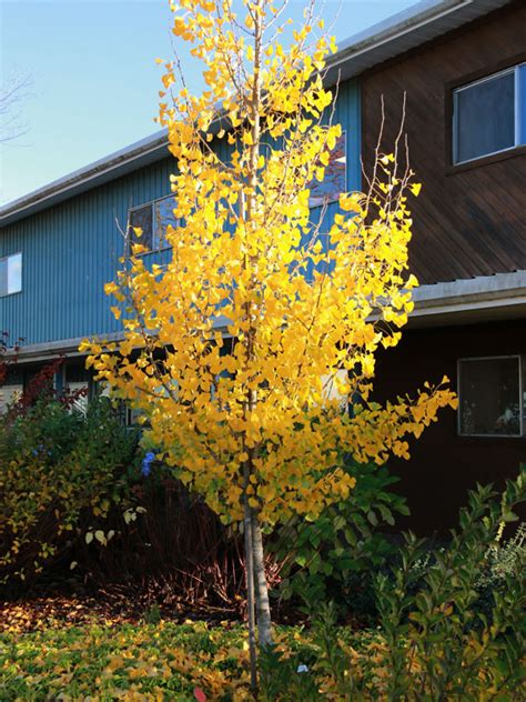 Ginkgo Biloba Tree Autumn Gold