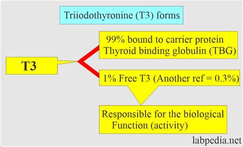 Top 10 Thyroid Tests And How To Interpret Them Izabella 46 Off