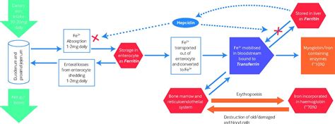 Interpreting Iron Studies The Bmj