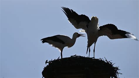 Frühlingsgefühle im Winter Erste Störche zurück Wochenblatt online