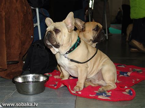 Французский бульдог - Информация о породе - описание на SOBAKA.LV
