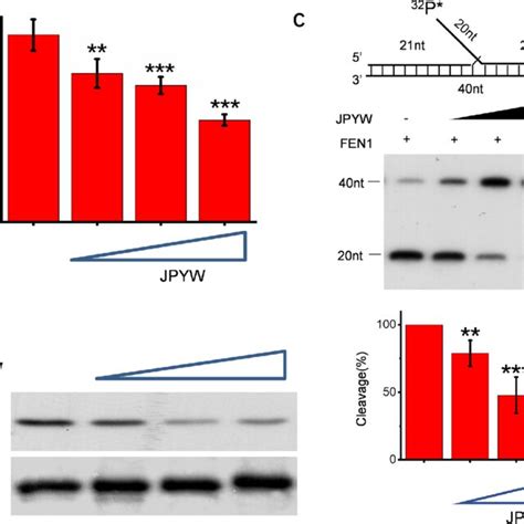 Effects Of FEN1 Expression On BGC823s Resistance To 5 Fu FEN1 Was A