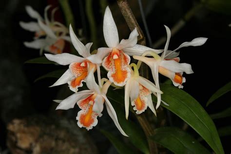 Hoa Phong Lan ViỆt Vietnam Orchids Dendrobium Nhóm Formosae