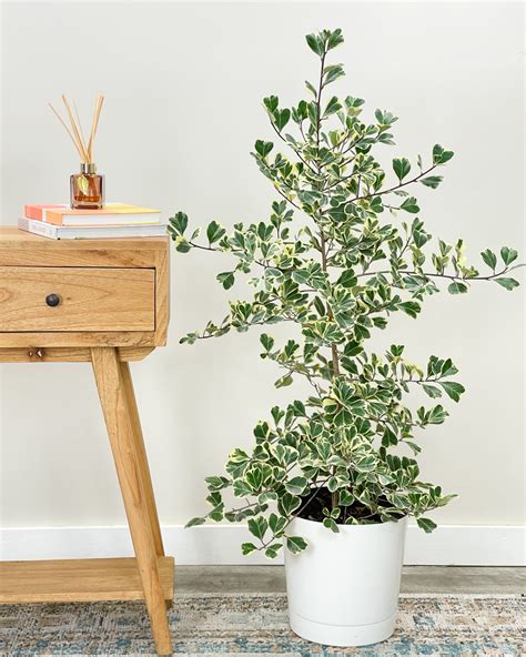 Ficus Triangularis Variegata Plantvine