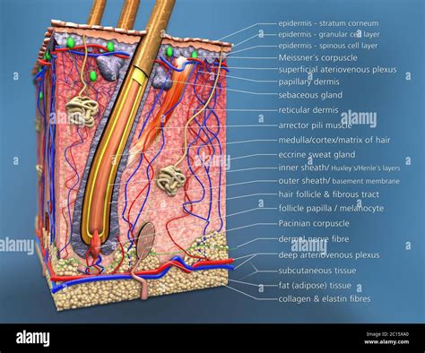 Estructura De La Piel Humana Secci N Transversal Del Fol Culo Piloso