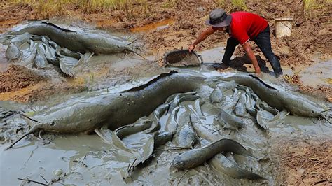 Mud Fishes Under Deep Hole Mud Best Fishing Catch A Lot Of Mud Fishes