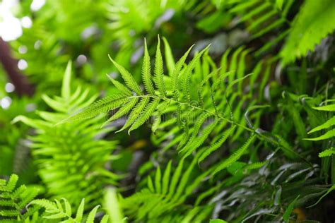 Paprociowi Krzaki W Tropikalnym Lesie Deszczowym Pteridium Aquilinum