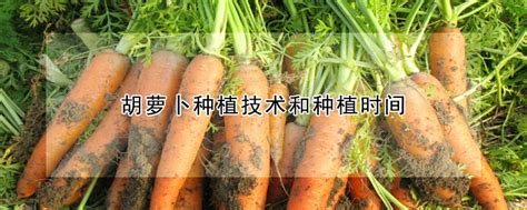 胡萝卜种植技术和种植时间 —【发财农业网】