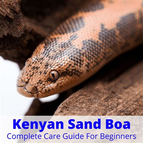 Kenyan Sand Boa Complete Care Guide For Beginners Kenyan Sand Boa