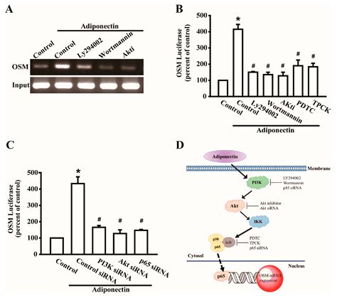 Ijms Free Full Text Adiponectin Induces Oncostatin M Expression In Osteoblasts Through The