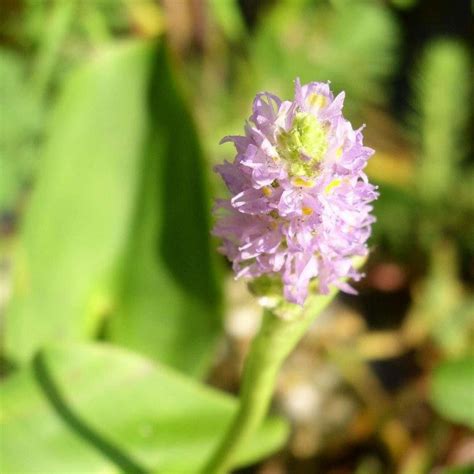 Pink Pickerel Shallow Water Plant – Chalily Ponds & Gardens