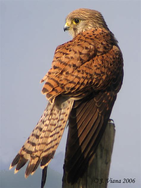 Peneireiro Falco Tinnunculus Common Kestrel Jose Viana Flickr