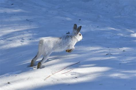 Lièvre d Amérique Snowshoe Hare Lepus americanus Flickr