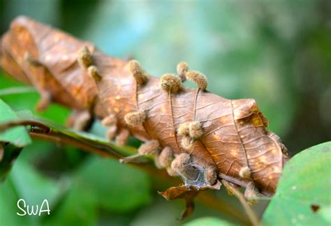 Tropical Biodiversity - Santarém - Pará - Brasil: Parasitic fungi