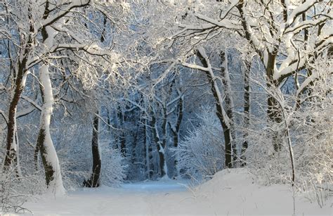 Download Path Snow Tree Forest Nature Winter 4k Ultra Hd Wallpaper