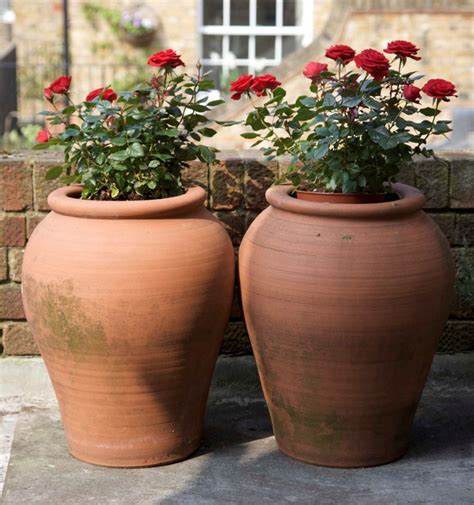 Rosas Plantadas Em Vasos Plantasonya O Seu Blog Sobre Cultivo De