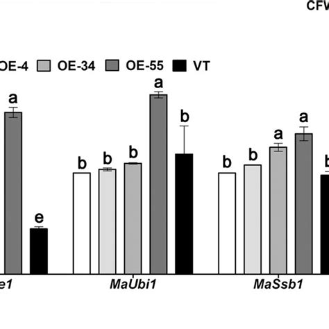 The Tolerances Of Heat Shock And Uv B Irradiation Were Increased In The