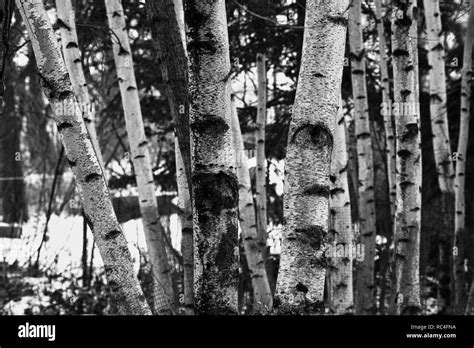 Black And White Birch Tree Photography