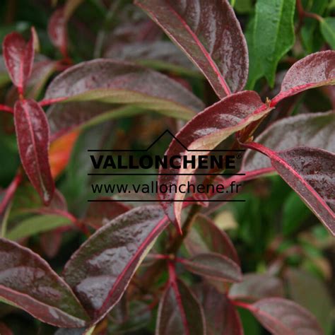 Viburnum Le Bois Marquis Cov