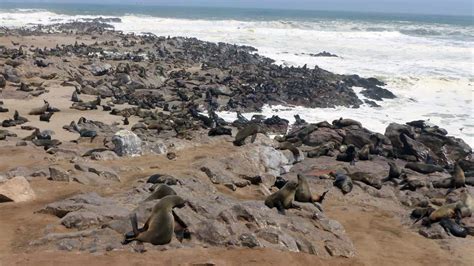 Cape Cross Seal Reserve - andreas-kitzing.com