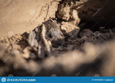 Adorable Wood Mouse in Its Natural Habitat Stock Image - Image of ...